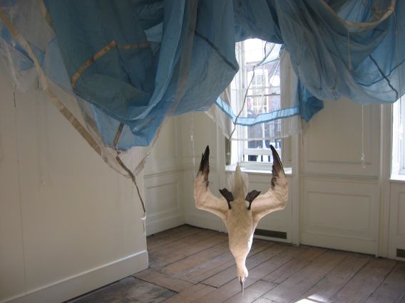 Dorothy Cross, Parachute, 2005, Dimensions variable, Parachute and gannet, Purchase, 2005, Collection Irish Museum of Modern Art Dorothy Cross, Parachute, 2005, Dimensions variable, Parachute and gannet, Purchase, 2005, Collection Irish Museum of Modern Art