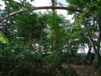 Idetsuki Hideaki, Connect with the Forest, 2000 � 2006, installation, 5m x 16m x 16m, curved laminated wood, wire, soi