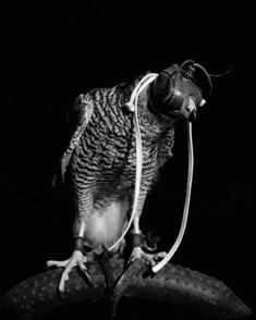 Sleep of Reason II, Process Room, IMMA, 2007