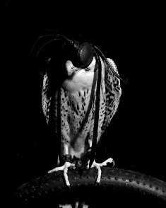 Martin Healy, Process Room, IMMA, 2007