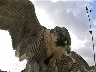Sean Lynch, Peregrine Falcons Visit Moyross, Process Room, IMMA, 2008