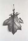 Tom Molloy, Oak, (detail), 1998-99, pencil on paper, 25 x 32 cm, Collection Irish Museum of Modern Art. Purchase, 1999. Tom Molloy, Oak, (detail), 1998-99, pencil on paper, 25 x 32 cm, Collection Irish Museum of Modern Art. Purchase, 1999.