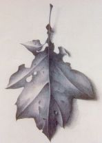 Tom Molloy, Oak, 1998-1999, Pencil on paper, 25 x 32 cm each of thirty two, Collection Irish Museum of Modern Art, Purchase, 1999,� the artist.