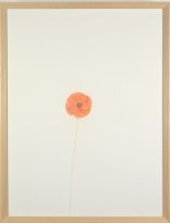 William McKeown, Wild Poppy #1, 2001, Colouring pencil on paper, 37.5 x 28 cm, Private Collection William McKeown, Wild Poppy #1, 2001, Colouring pencil on paper, 37.5 x 28 cm, Private Collection